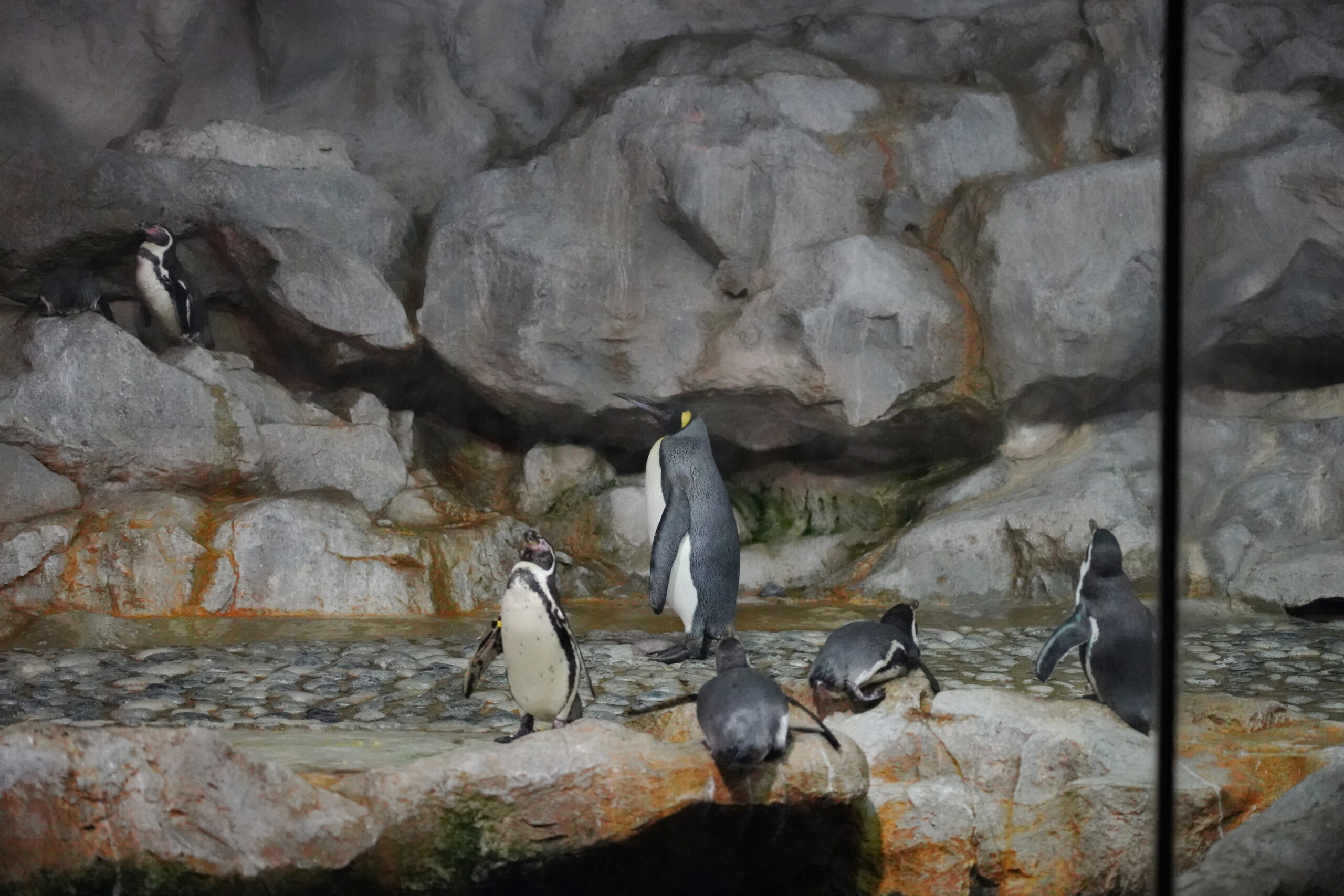 動物園で用いられている擬岩