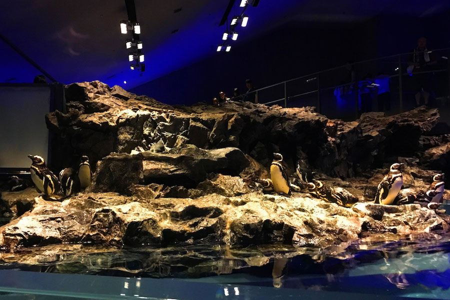 動物園の展示造形製作